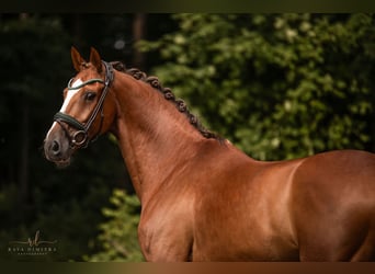 KWPN, Wallach, 10 Jahre, 165 cm, Dunkelfuchs