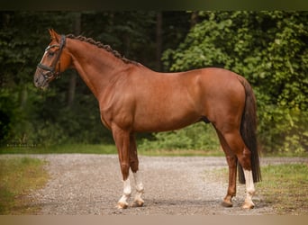 KWPN, Wallach, 10 Jahre, 165 cm, Dunkelfuchs