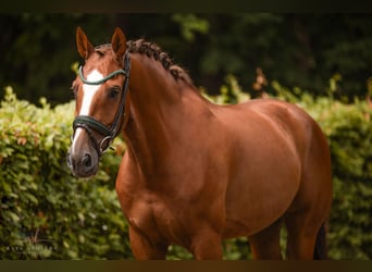 KWPN, Wallach, 10 Jahre, 165 cm, Dunkelfuchs