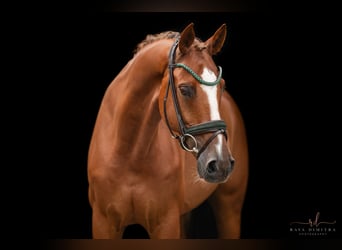 KWPN, Wallach, 10 Jahre, 165 cm, Dunkelfuchs