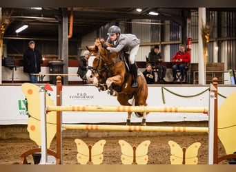 KWPN, Wallach, 10 Jahre, 165 cm, Fuchs