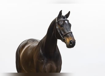 KWPN, Wallach, 10 Jahre, 165 cm