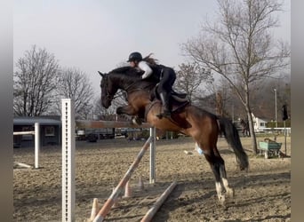 KWPN, Wallach, 10 Jahre, 166 cm, Brauner