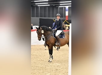 KWPN, Wallach, 10 Jahre, 166 cm, Brauner