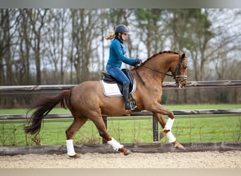 KWPN, Wallach, 10 Jahre, 166 cm, Fuchs