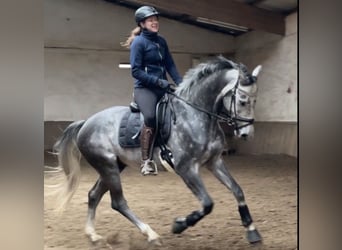 KWPN, Wallach, 10 Jahre, 167 cm, Apfelschimmel