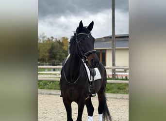 KWPN, Wallach, 10 Jahre, 167 cm, Dunkelbrauner