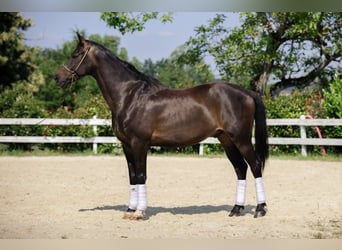 KWPN, Wallach, 10 Jahre, 167 cm, Dunkelbrauner KWPN, Wallach, 10 Jahre, 167 cm, Dunkelbrauner