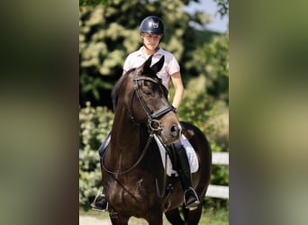 KWPN, Wallach, 10 Jahre, 167 cm, Dunkelbrauner KWPN, Wallach, 10 Jahre, 167 cm, Dunkelbrauner