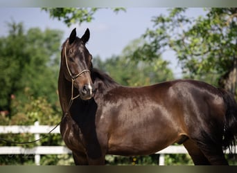 KWPN, Wallach, 10 Jahre, 167 cm, Dunkelbrauner