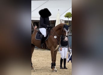 KWPN, Wallach, 10 Jahre, 167 cm, Fuchs