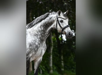 KWPN, Wallach, 10 Jahre, 167 cm, Schimmel