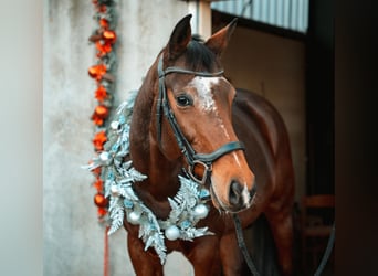 KWPN, Wallach, 10 Jahre, 168 cm, Brauner
