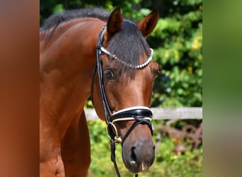 KWPN, Wallach, 10 Jahre, 168 cm, Brauner
