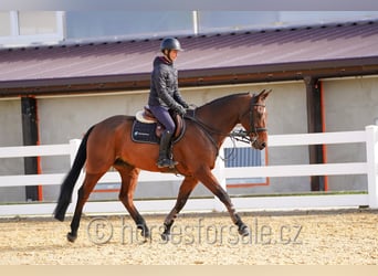 KWPN, Wallach, 10 Jahre, 168 cm, Brauner