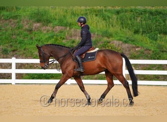 KWPN, Wallach, 10 Jahre, 168 cm, Brauner