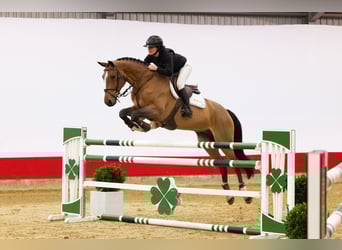 KWPN, Wallach, 10 Jahre, 168 cm, Dunkelbrauner