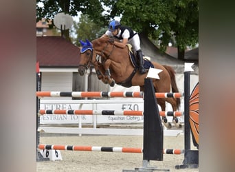 KWPN, Wallach, 10 Jahre, 168 cm, Fuchs