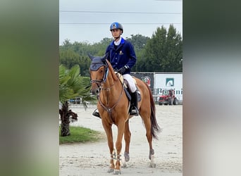 KWPN, Wallach, 10 Jahre, 168 cm, Fuchs