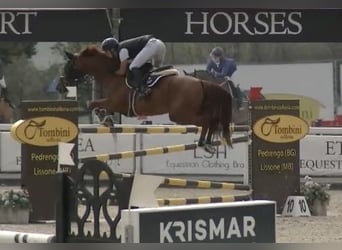 KWPN, Wallach, 10 Jahre, 168 cm, Fuchs