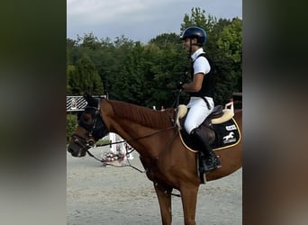 KWPN, Wallach, 10 Jahre, 168 cm, Fuchs