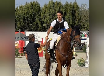 KWPN, Wallach, 10 Jahre, 168 cm, Fuchs