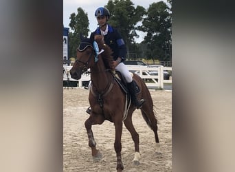 KWPN, Wallach, 10 Jahre, 168 cm, Fuchs
