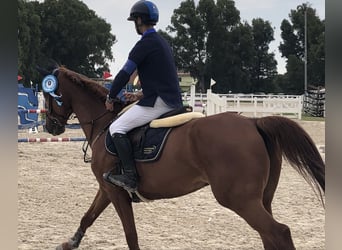 KWPN, Wallach, 10 Jahre, 168 cm, Fuchs
