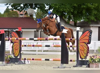 KWPN, Wallach, 10 Jahre, 168 cm, Fuchs