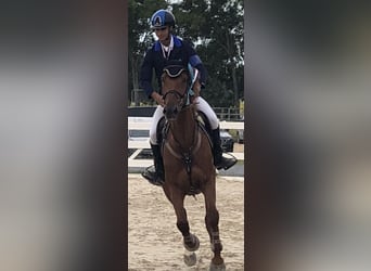 KWPN, Wallach, 10 Jahre, 168 cm, Fuchs