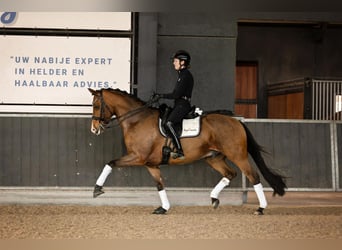 KWPN Mix, Wallach, 10 Jahre, 168 cm, Rotbrauner