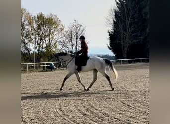 KWPN, Wallach, 10 Jahre, 168 cm, Schimmel