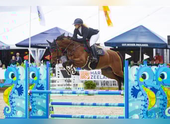 KWPN, Wallach, 10 Jahre, 169 cm, Brauner