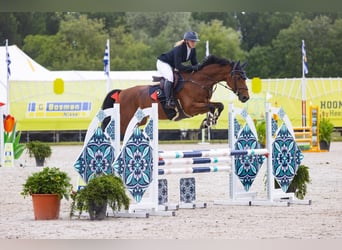 KWPN, Wallach, 10 Jahre, 169 cm, Brauner