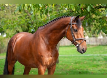 KWPN, Wallach, 10 Jahre, 169 cm, Brauner