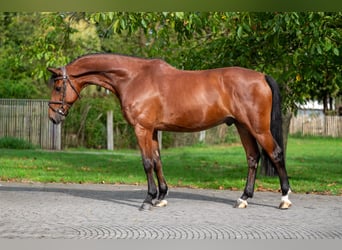 KWPN, Wallach, 10 Jahre, 169 cm, Brauner