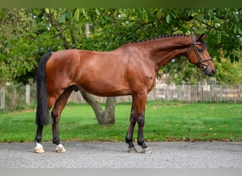 KWPN, Wallach, 10 Jahre, 169 cm, Brauner