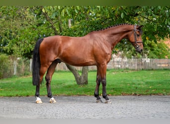 KWPN, Wallach, 10 Jahre, 169 cm, Brauner