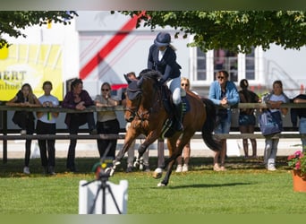 KWPN, Wallach, 10 Jahre, 169 cm, Brauner