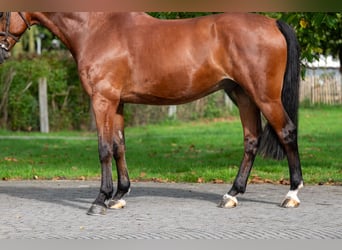KWPN, Wallach, 10 Jahre, 169 cm, Brauner