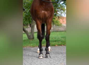 KWPN, Wallach, 10 Jahre, 169 cm, Brauner
