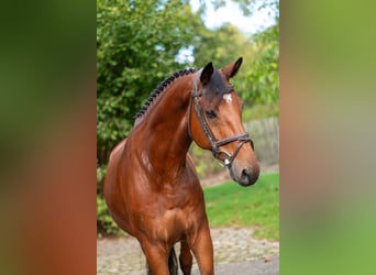 KWPN, Wallach, 10 Jahre, 169 cm, Brauner