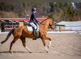 KWPN, Wallach, 10 Jahre, 169 cm, Fuchs
