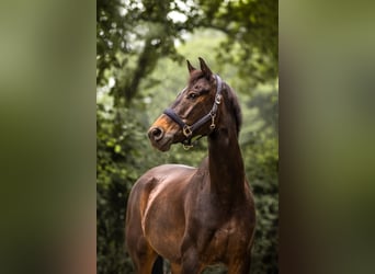 KWPN, Wallach, 10 Jahre, 169 cm, Schwarzbrauner