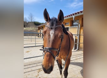 KWPN, Wallach, 10 Jahre, 170 cm, Brauner