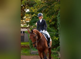 KWPN, Wallach, 10 Jahre, 170 cm, Brauner