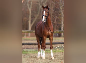 KWPN, Wallach, 10 Jahre, 170 cm