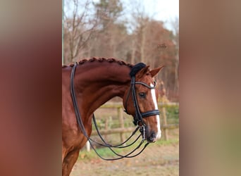 KWPN, Wallach, 10 Jahre, 170 cm