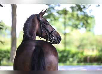 KWPN, Wallach, 10 Jahre, 170 cm, Dunkelbrauner