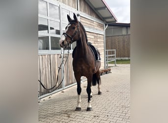 KWPN, Wallach, 10 Jahre, 170 cm, Dunkelbrauner